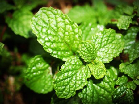 How to Add Herbs to Dehydrator?